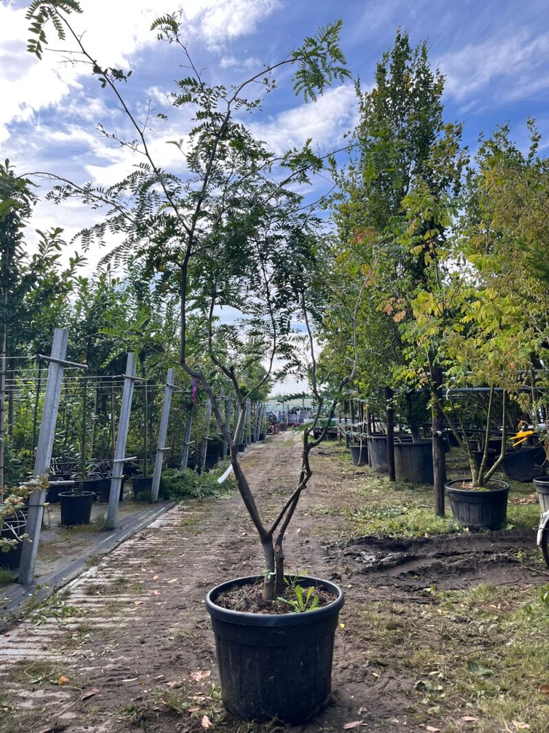 2x Valse Christusdoorn, Gleditsia Triacanthos Inermis, meerstammig, ca. 225-275 cm hoog – foto 2 – kavel bij Onlineveilingmeester, Ederveen