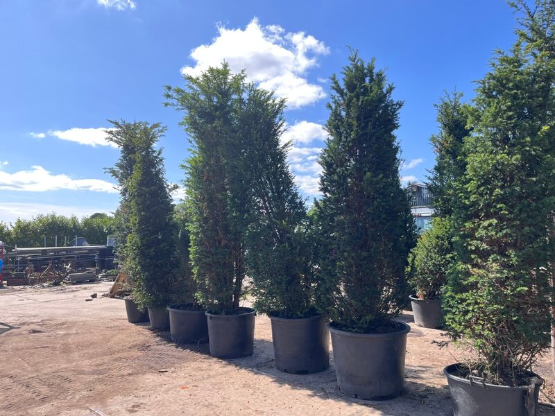 7x Venijnboom, Taxus Baccata, haagplant, wintergroen, ca. 325-375 cm hoog – foto 2 – kavel bij Onlineveilingmeester, Ederveen