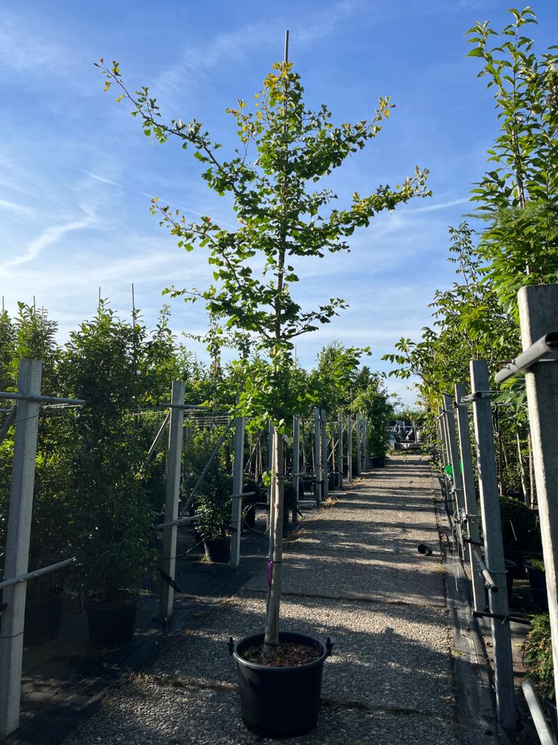 3x Japanse notenboom, Ginkgo Biloba, loofboom, gele herfstkleur, ca. 3-3.5 m hoog – foto 2 – kavel bij Onlineveilingmeester, Ederveen