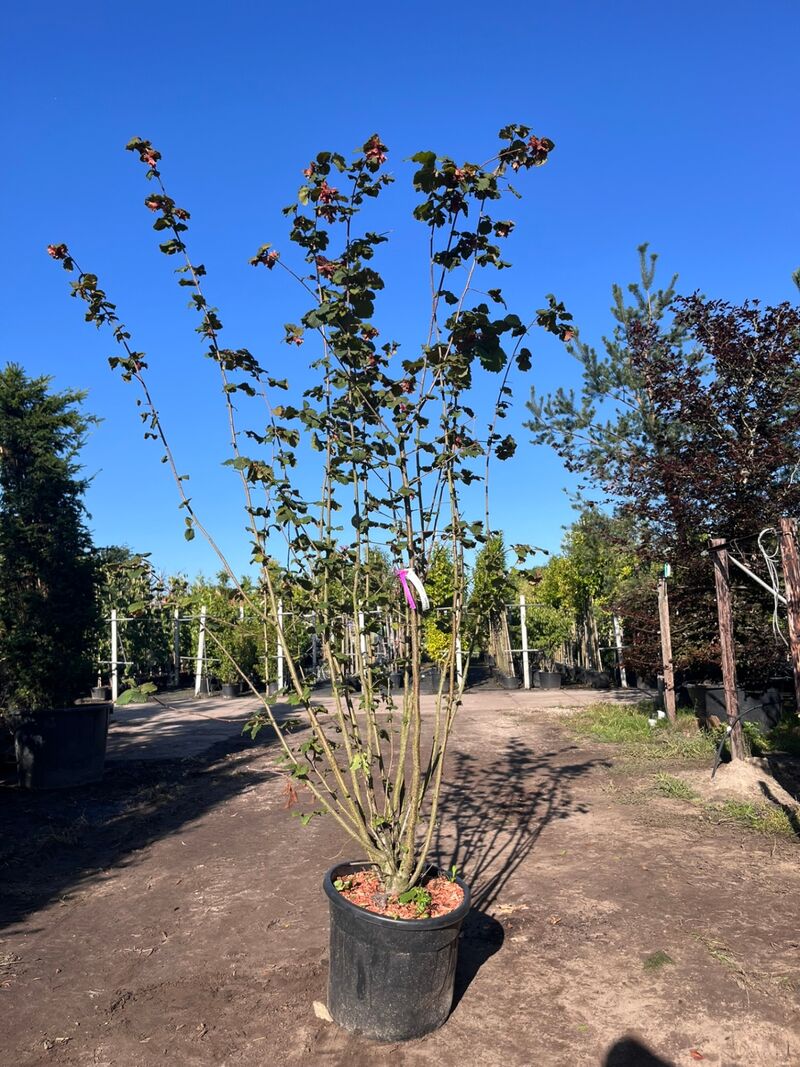 2x Rode hazelaar, Corylus 'Purpurea', sierheester, roodbladig, ca. 225 cm hoog – foto 2 – kavel bij Onlineveilingmeester, Ederveen