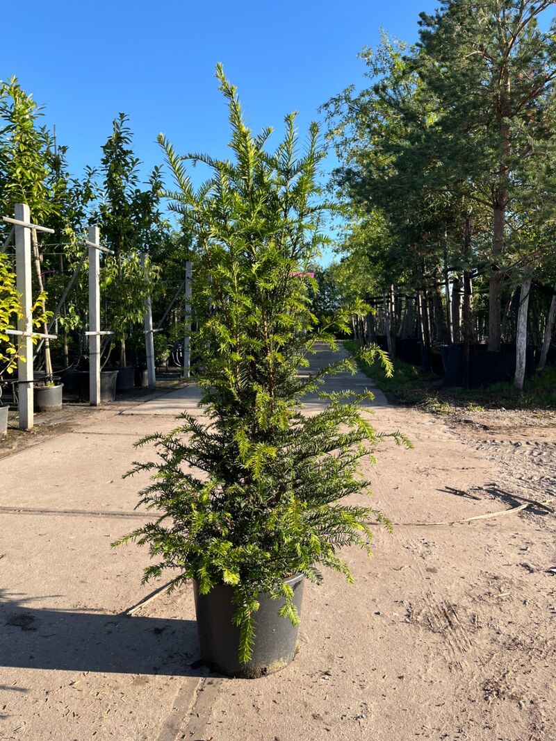3x Venijnboom, Taxus Baccata, haagplant, wintergroen, ca. 75-100 cm hoog – foto 3 – kavel bij Onlineveilingmeester, Ederveen