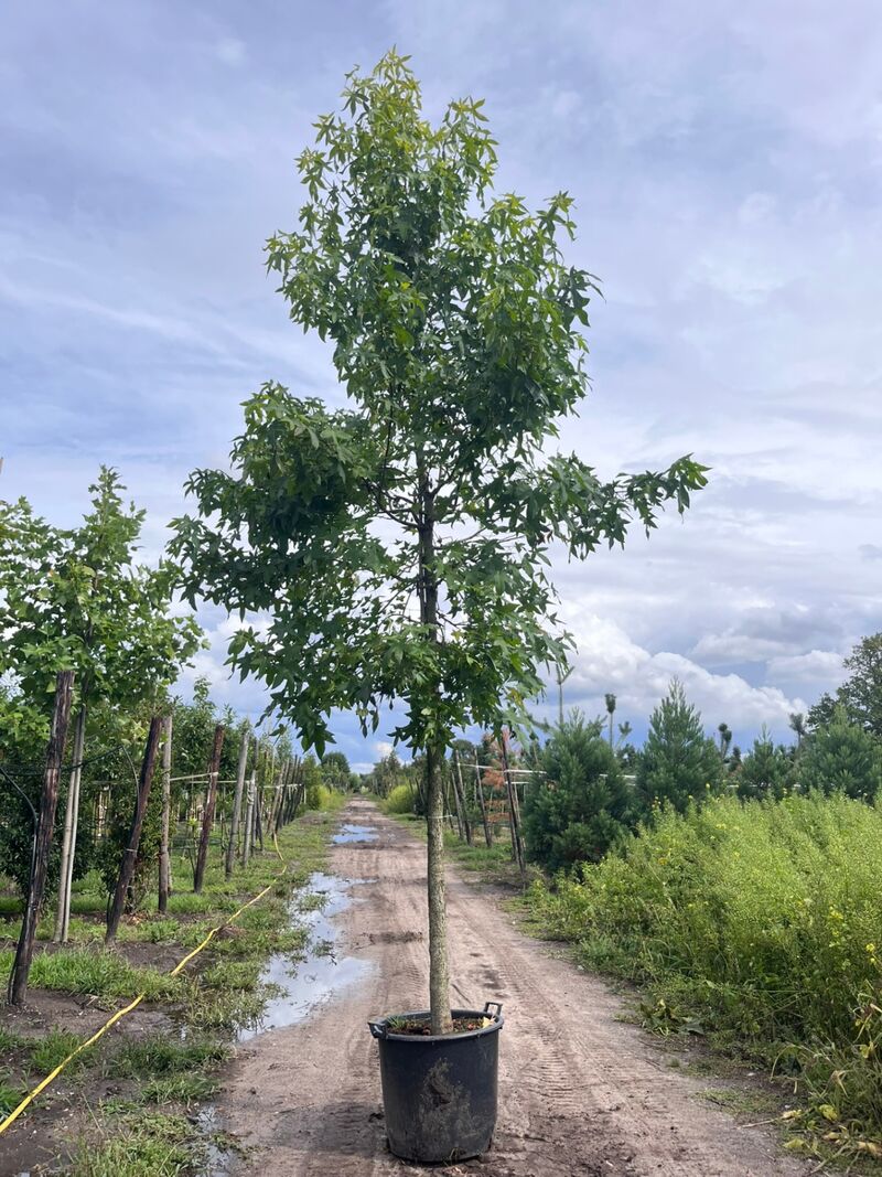 Ca. 10x Amberboom, Liquidambar Styraciflua, laanboom, Herfstverkleuring, ca. 5 m hoog – foto 8 – kavel bij Onlineveilingmeester, Ederveen