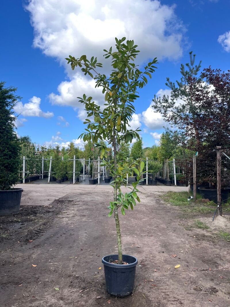 4x Laurierkers, Prunus 'Novita', leigeschikt, wintergroen, ca. 3 m hoog – foto 2 – kavel bij Onlineveilingmeester, Ederveen