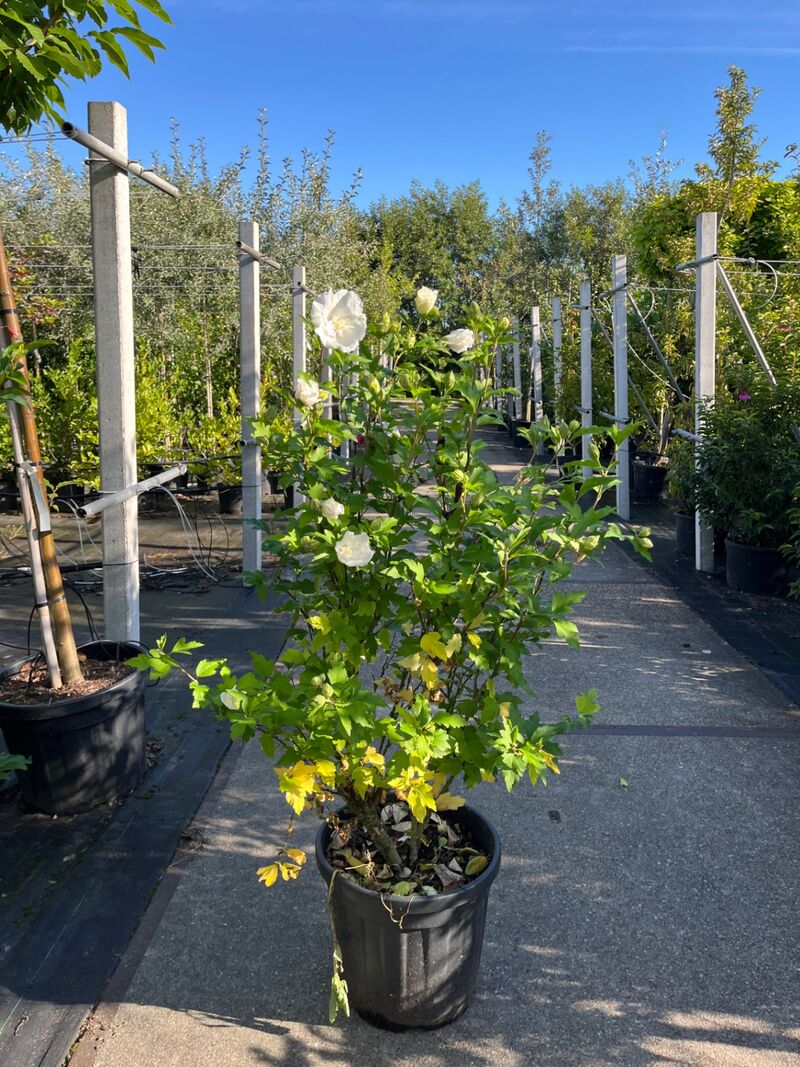 4x Altheastruik, Hibiscus 'Lavendor Chiffon' En 'White Chiffon', sierheester, witte bloei, ca. 75-150 cm hoog – foto 2 – kavel bij Onlineveilingmeester, Ederveen