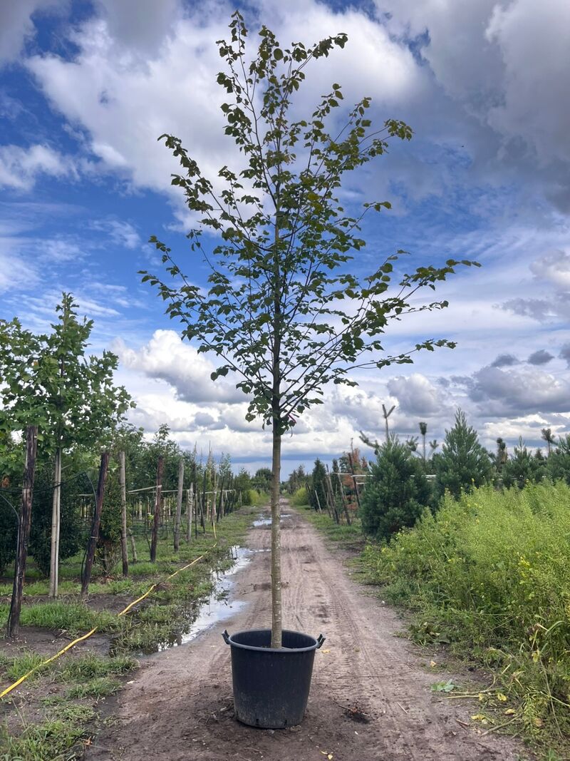 Ca. 10x Koningslinde, Tilia 'Pallida', laanboom, ca. 5 m hoog – foto 6 – kavel bij Onlineveilingmeester, Ederveen