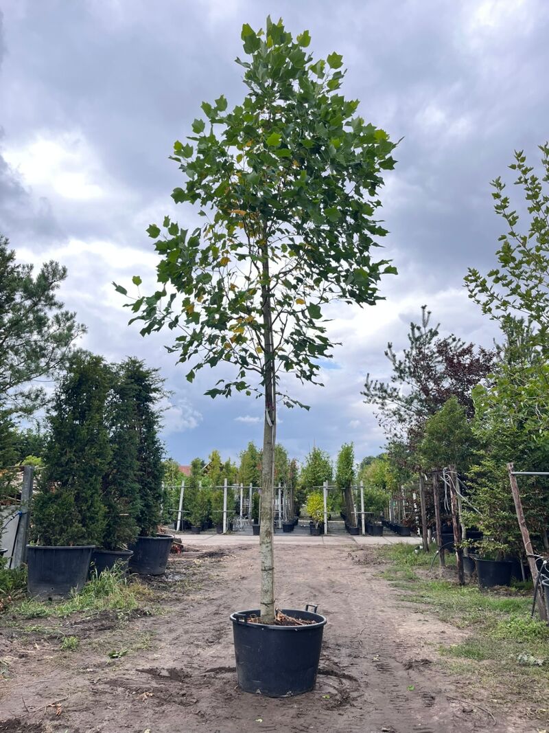 3x Amerikaanse tulpenboom, Liriodendron Tulipifera, hoogstam, gele herfstkleur, ca. 5 m hoog – foto 3 – kavel bij Onlineveilingmeester, Ederveen