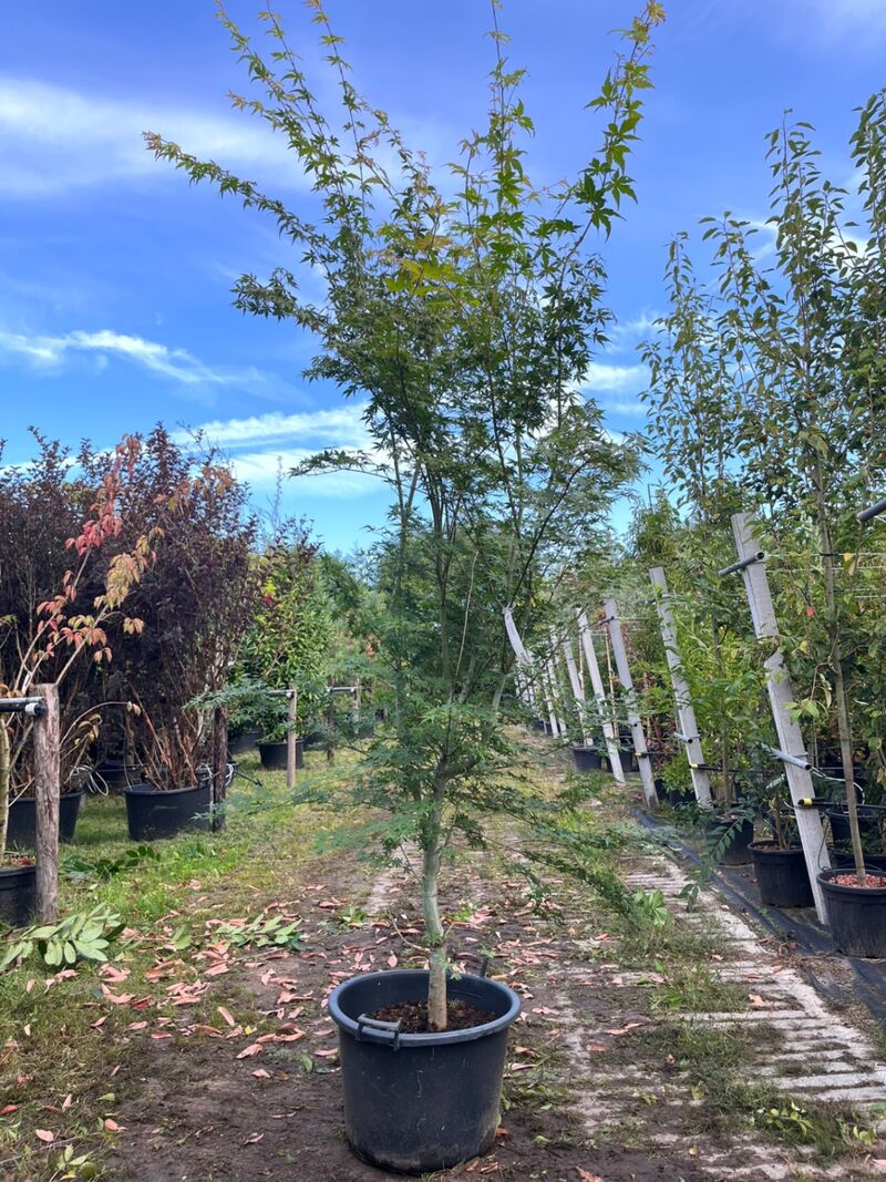 2x Japanse esdoorn, Acer Palmatum, meerstammig, rode herfstkleur, ca. 225-275 cm hoog – foto 2 – kavel bij Onlineveilingmeester, Ederveen