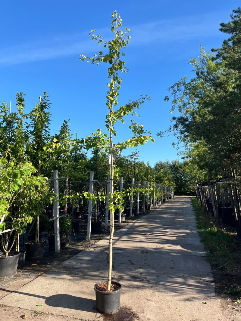 3x Japanse notenboom, Ginkgo Biloba, loofboom, gele herfstkleur, ca. 3-3.5 m hoog – foto 2 – kavel bij Onlineveilingmeester, Ederveen