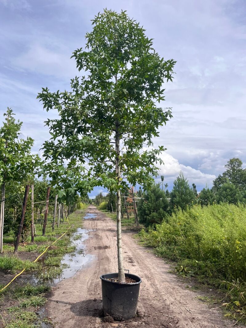 Ca. 10x Amberboom, Liquidambar Styraciflua, laanboom, Herfstverkleuring, ca. 5 m hoog – foto 9 – kavel bij Onlineveilingmeester, Ederveen