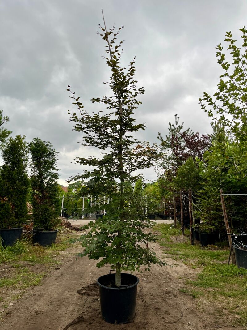 Ca. 10x Beuk, Fagus Sylvatica, geveerd, groenbladig/roodbladig, ca. 4-5 m hoog – foto 10 – kavel bij Onlineveilingmeester, Ederveen