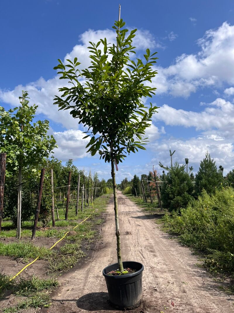 2x Laurierkers, Prunus 'Novita', leigeschikt, wintergroen, ca. 4 m hoog – foto 2 – kavel bij Onlineveilingmeester, Ederveen