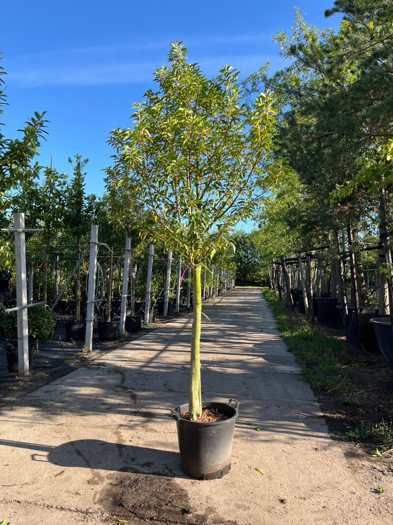 4x Portugese laurier, Prunus Lusitanica, hoogstam, wintergroen, ca. 3-3.5 m hoog – foto 3 – kavel bij Onlineveilingmeester, Ederveen