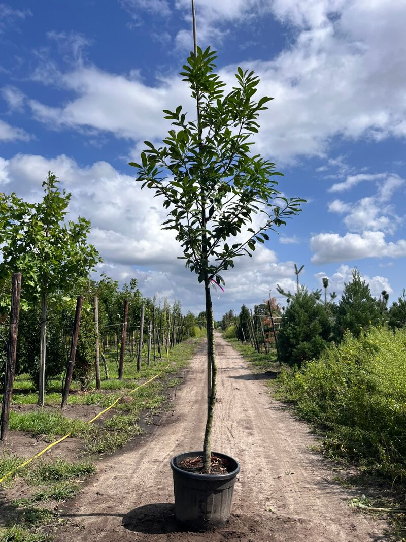4x Laurierkers, Prunus 'Novita', leigeschikt, wintergroen, ca. 3.5-4 m hoog – foto 4 – kavel bij Onlineveilingmeester, Ederveen