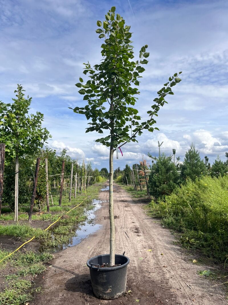 4x Koningslinde, Tilia Platyphyllos, hoogstam, ca. 5 m hoog – foto 3 – kavel bij Onlineveilingmeester, Ederveen