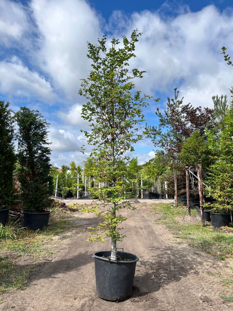 4x Beuk, Fagus Sylvatica, geveerd, groenbladig, ca. 4-5 m hoog – foto 4 – kavel bij Onlineveilingmeester, Ederveen