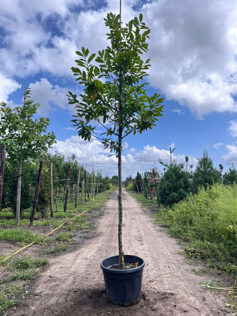 4x Laurierkers, Prunus 'Novita', leigeschikt, wintergroen, ca. 3.5-4 m hoog – foto 3 – kavel bij Onlineveilingmeester, Ederveen
