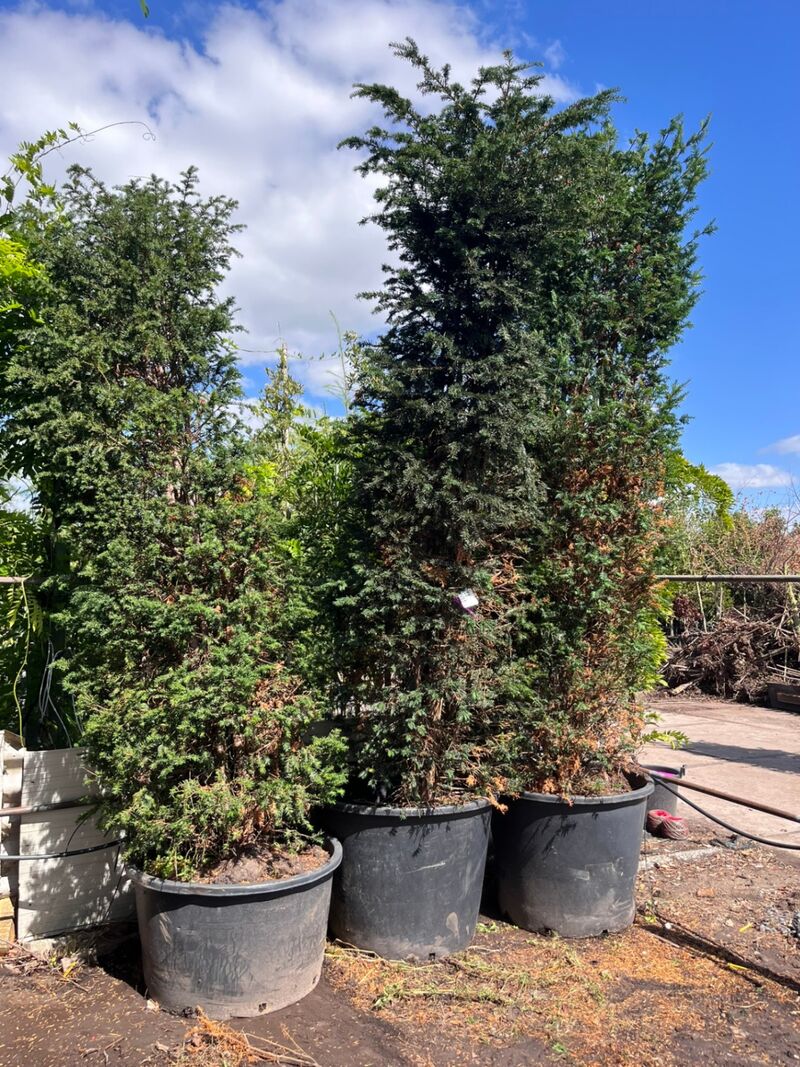 3x Venijnboom, Taxus Baccata, haagplant, wintergroen, ca. 300-350 cm hoog – foto 2 – kavel bij Onlineveilingmeester, Ederveen