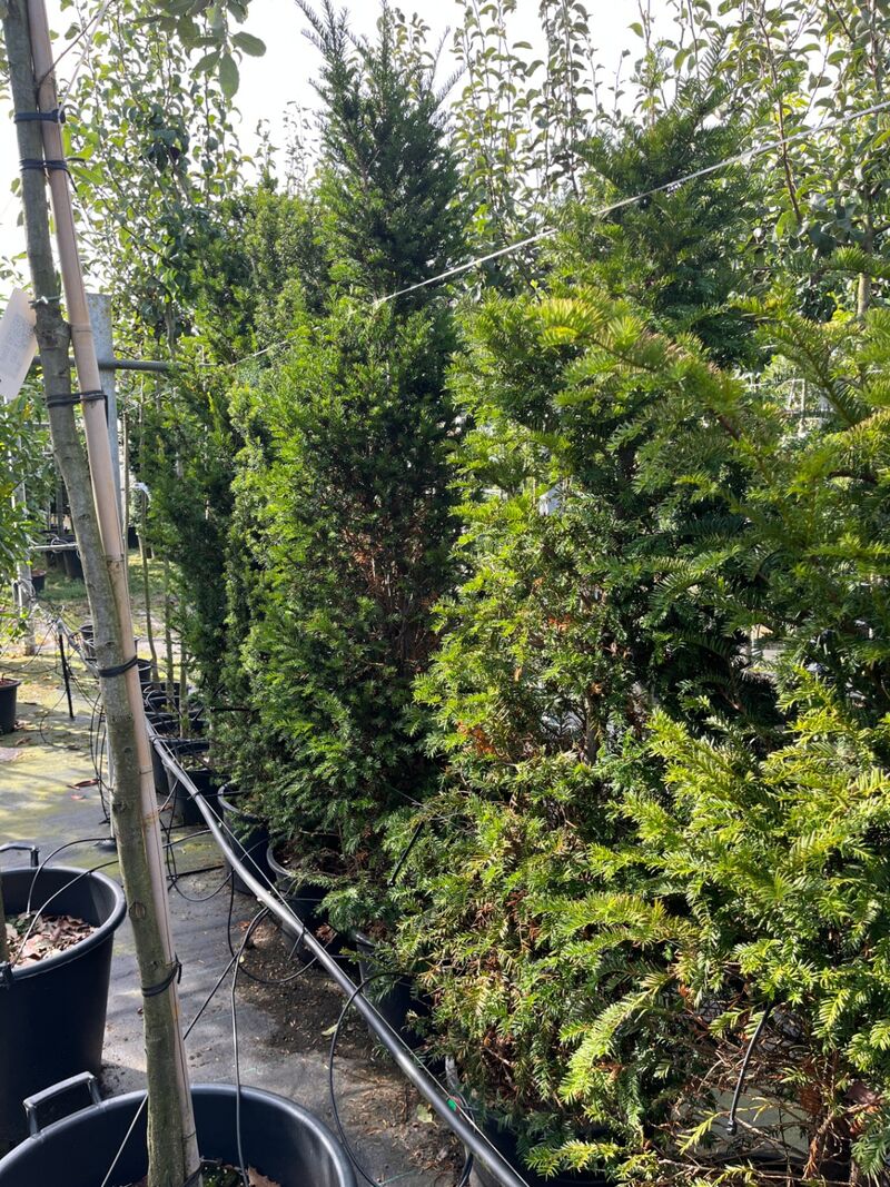 6x Venijnboom, Taxus Baccata, haagplant, wintergroen, ca. 175-225 cm hoog – foto 3 – kavel bij Onlineveilingmeester, Ederveen