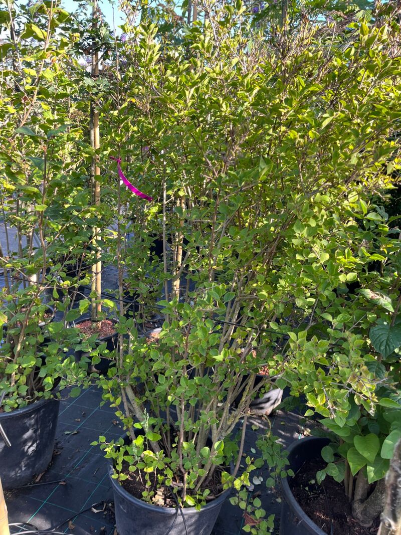 8x Sierstruiken, Syringa Vulgaris, Parrotia Persica, sierheester, bloei/herfstverkleuring, ca. 125-175 cm hoog – foto 3 – kavel bij Onlineveilingmeester, Ederveen