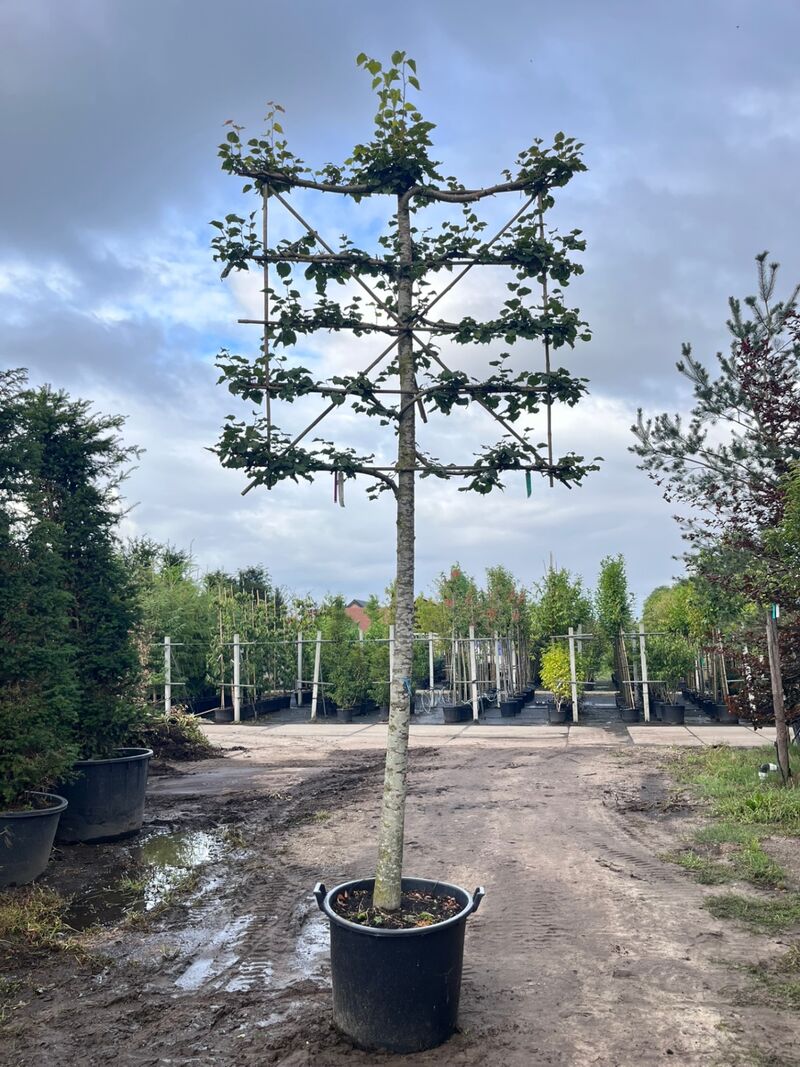 4x Winterlinde, Tilia Cordata, leiboom, ca. 200 cm stamhoogte – foto 3 – kavel bij Onlineveilingmeester, Ederveen