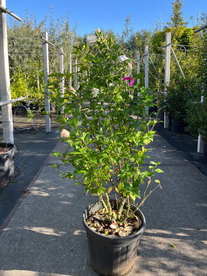 4x Altheastruik, Hibiscus 'Lavendor Chiffon' En 'White Chiffon', sierheester, witte bloei, ca. 75-150 cm hoog – foto 3 – kavel bij Onlineveilingmeester, Ederveen