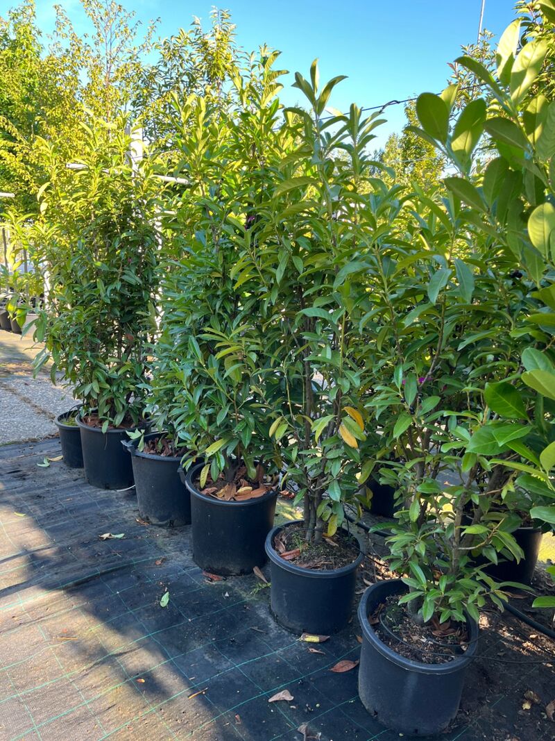 6x Laurierkers, Prunus 'Novita', haagplant, wintergroen, ca. 100-150 cm hoog – foto 2 – kavel bij Onlineveilingmeester, Ederveen