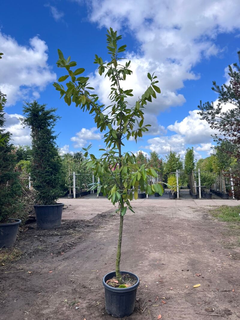 4x Laurierkers, Prunus 'Novita', leigeschikt, wintergroen, ca. 3 m hoog – foto 4 – kavel bij Onlineveilingmeester, Ederveen