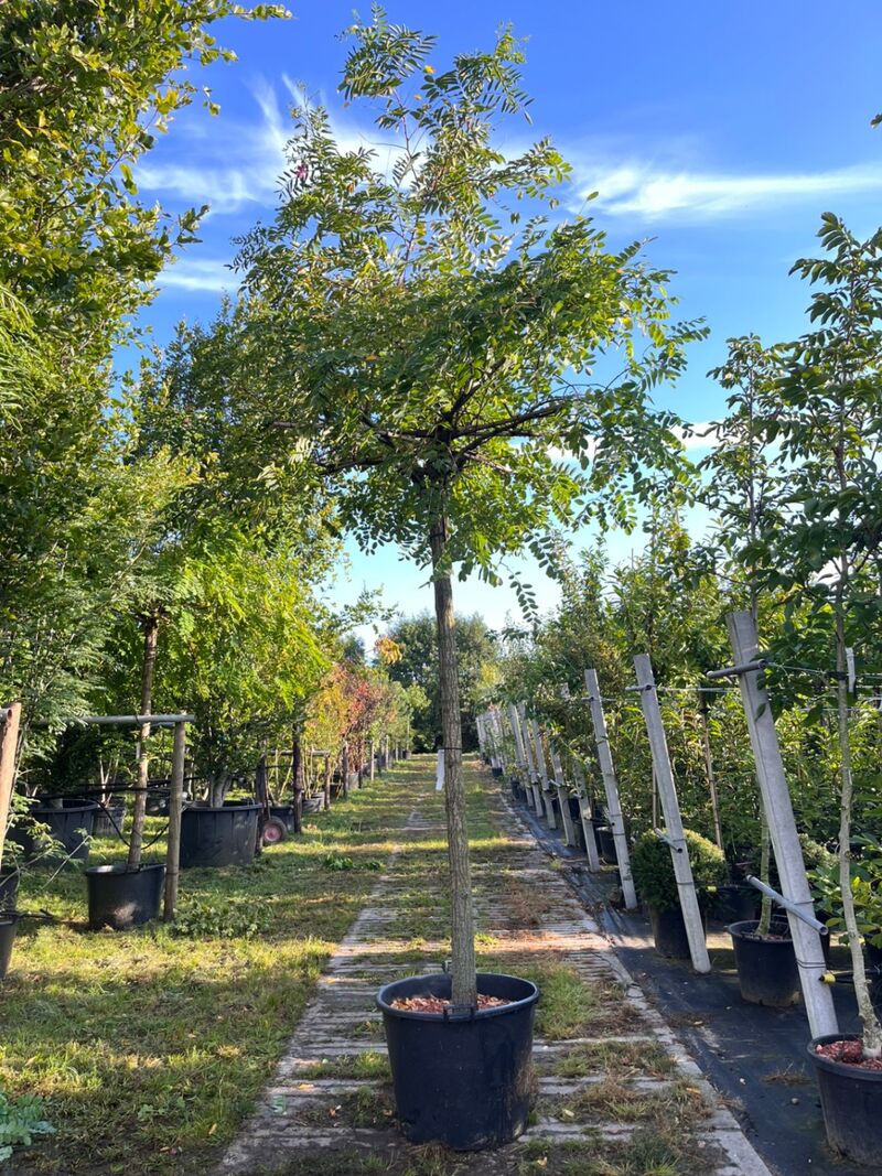 2x Rode acacia, Robinia 'Casque Rouge', dakboom, rozerode bloei, ca. 220 cm stamhoogte – foto 2 – kavel bij Onlineveilingmeester, Ederveen