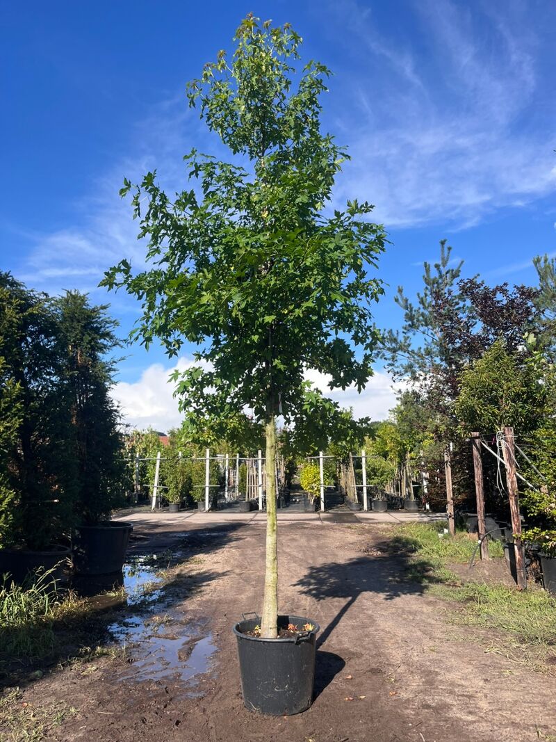 Ca. 10x Amberboom, Liquidambar Styraciflua, laanboom, Herfstverkleuring, ca. 5 m hoog – foto 5 – kavel bij Onlineveilingmeester, Ederveen