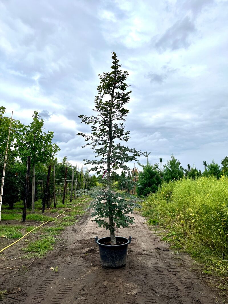 4x Rode beuk, Fagus 'Atropunicea', geveerd, roodbladig, ca. 4-5 m hoog – foto 2 – kavel bij Onlineveilingmeester, Ederveen