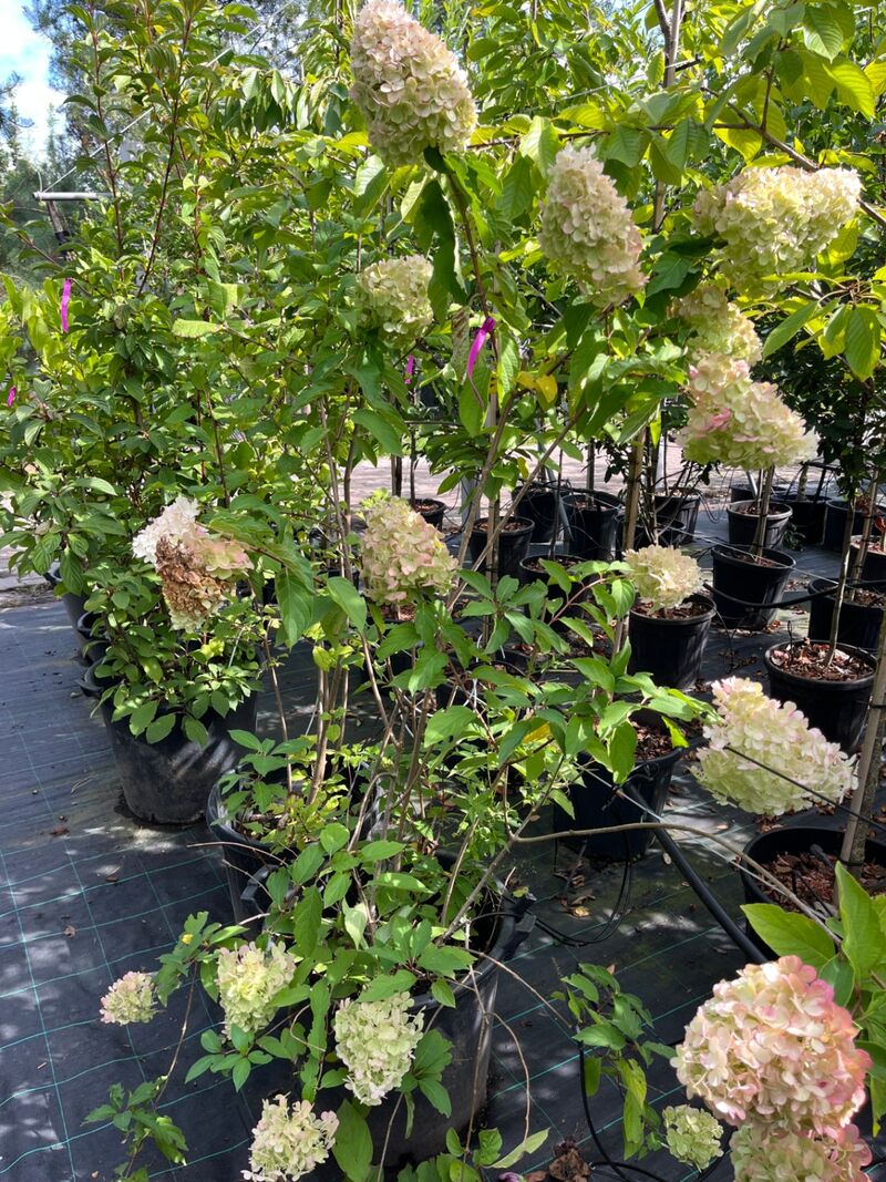 Ca. 12x Sierstruik, Syringa, Magnolia E.a., sierheester, bloei/herfstverkleuring, ca. 100-200 cm hoog – foto 6 – kavel bij Onlineveilingmeester, Ederveen