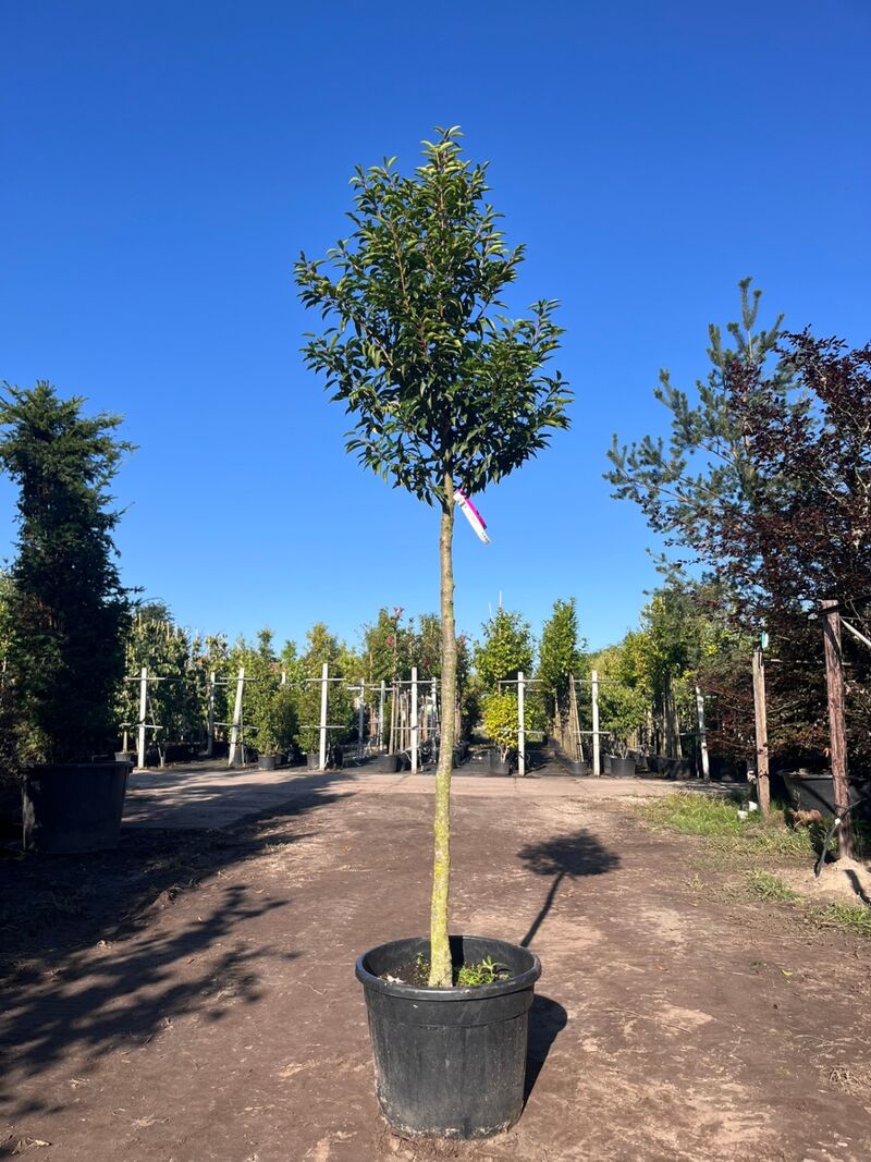 5x Portugese laurier, Prunus 'Angustifolia', leigeschikt, wintergroen, ca. 3 m hoog – foto 4 – kavel bij Onlineveilingmeester, Ederveen