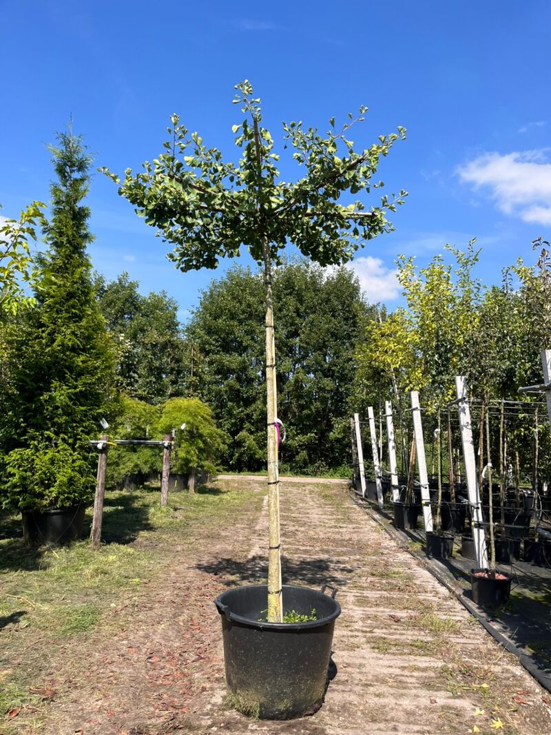 5x Japanse notenboom, Ginkgo Biloba, dakboom, gele herfstkleur, ca. 220 cm stamhoogte – foto 4 – kavel bij Onlineveilingmeester, Ederveen