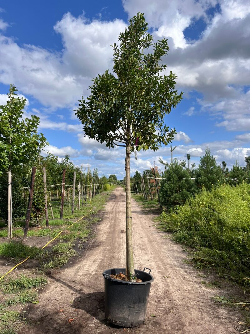 4x Portugese laurier, Prunus 'Angustifolia', leigeschikt, wintergroen, ca. 3-4 m hoog – foto 2 – kavel bij Onlineveilingmeester, Ederveen