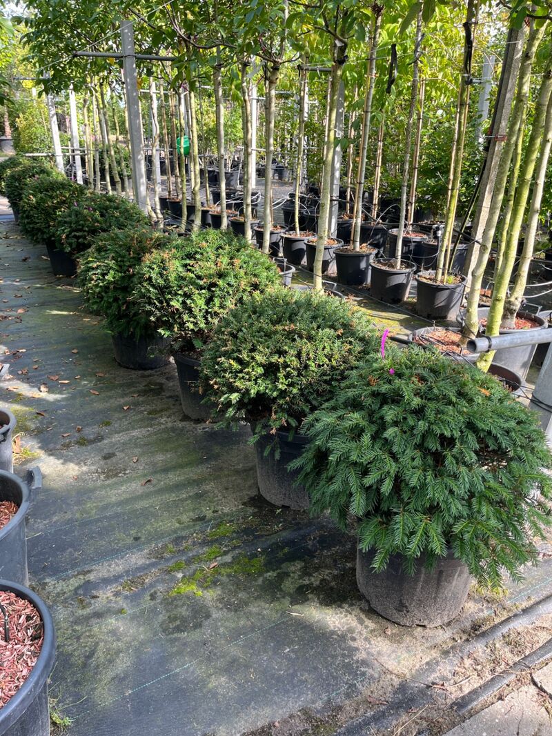 Ca. 15x Venijnboom, Taxus Baccata, bolvorm, wintergroen, ca. 60 cm breed – foto 2 – kavel bij Onlineveilingmeester, Ederveen