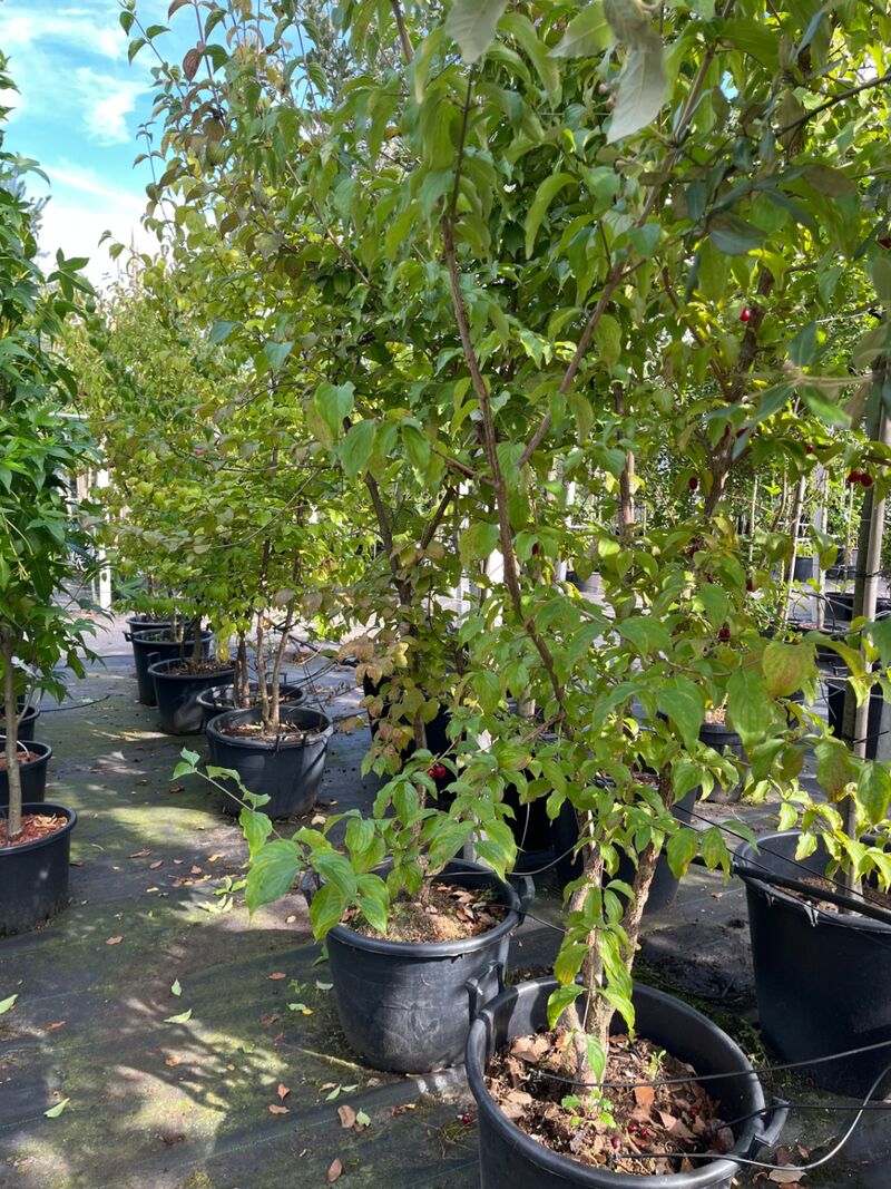 Ca. 25x Gemengde landschapshaag, Cornus Mas E.a., sierplantsoen, bloei/herfstverkleuring, ca. 75-200 cm hoog – foto 2 – kavel bij Onlineveilingmeester, Ederveen