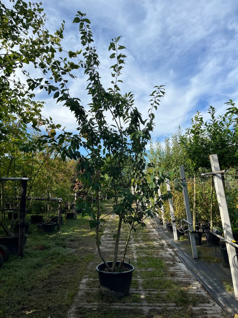 2x Japanse sierkers, Prunus S. 'Kanzan', meerstammig, dieproze bloei, ca. 250 cm hoog – foto 2 – kavel bij Onlineveilingmeester, Ederveen