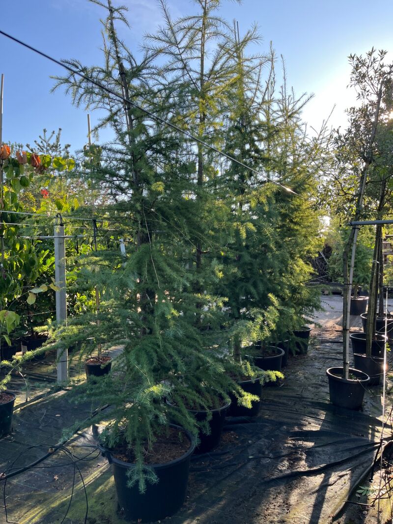 3x Hybride lork, Larix Marschlinsii, geveerd, blauwgroen, ca. 3 m hoog – foto 2 – kavel bij Onlineveilingmeester, Ederveen