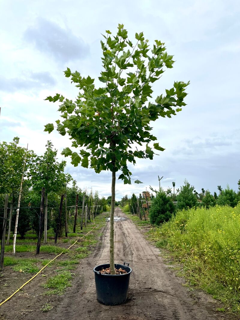 4x Plataan, Platanus Hispanica, hoogstam, ca. 5 m hoog – foto 4 – kavel bij Onlineveilingmeester, Ederveen