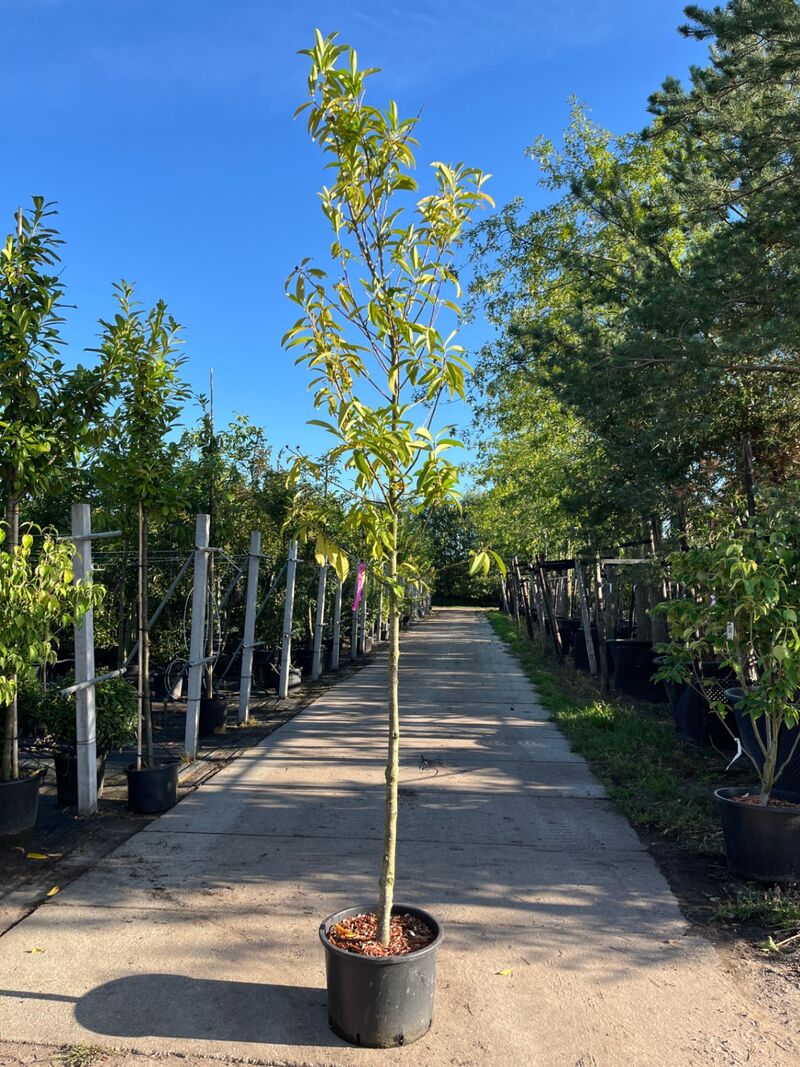 3x Laurierkers, Prunus 'Novita', leigeschikt, wintergroen, ca. 3-3.5 m hoog – foto 3 – kavel bij Onlineveilingmeester, Ederveen