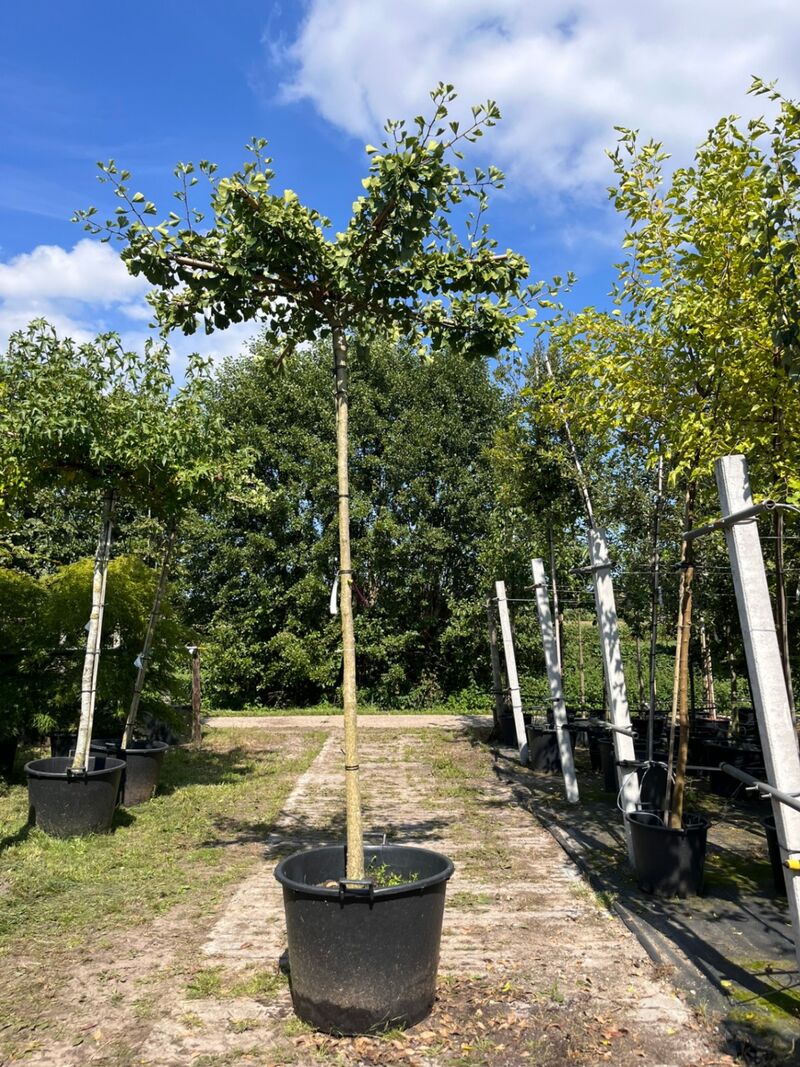 2x Japanse notenboom, Ginkgo Biloba, dakboom, gele herfstkleur, ca. 220 cm stamhoogte – foto 2 – kavel bij Onlineveilingmeester, Ederveen