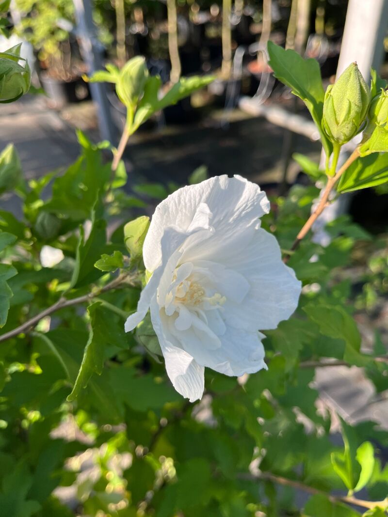 4x Altheastruik, Hibiscus 'Lavendor Chiffon' En 'White Chiffon', sierheester, witte bloei, ca. 75-150 cm hoog – foto 5 – kavel bij Onlineveilingmeester, Ederveen