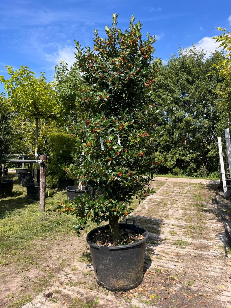 2x Hulst, Ilex 'Limsi', solitair, wintergroen, ca. 200-225 cm hoog – foto 2 – kavel bij Onlineveilingmeester, Ederveen