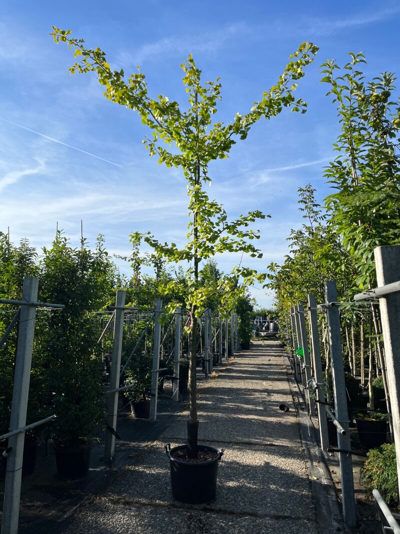 3x Japanse notenboom, Ginkgo Biloba, loofboom, gele herfstkleur, ca. 3-3.5 m hoog – foto 3 – kavel bij Onlineveilingmeester, Ederveen