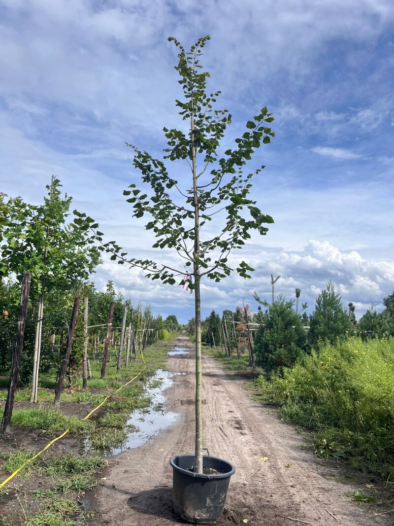 4x Koningslinde, Tilia Platyphyllos, hoogstam, ca. 5 m hoog – foto 4 – kavel bij Onlineveilingmeester, Ederveen