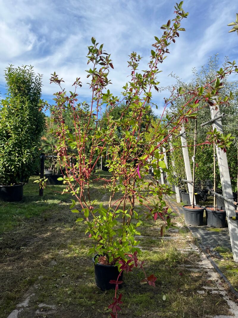 2x Witte kornoelje, Cornus 'Sibrica', sierheester, rode takken, ca. 175-200 cm hoog – foto 2 – kavel bij Onlineveilingmeester, Ederveen