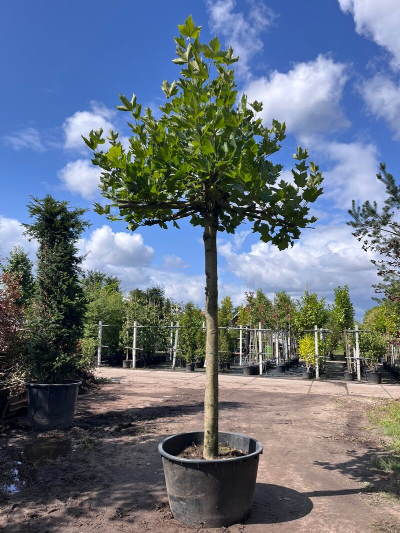 3x Plataan, Platanus Hispanica, dakboom, ca. 225 cm stamhoogte – foto 3 – kavel bij Onlineveilingmeester, Ederveen