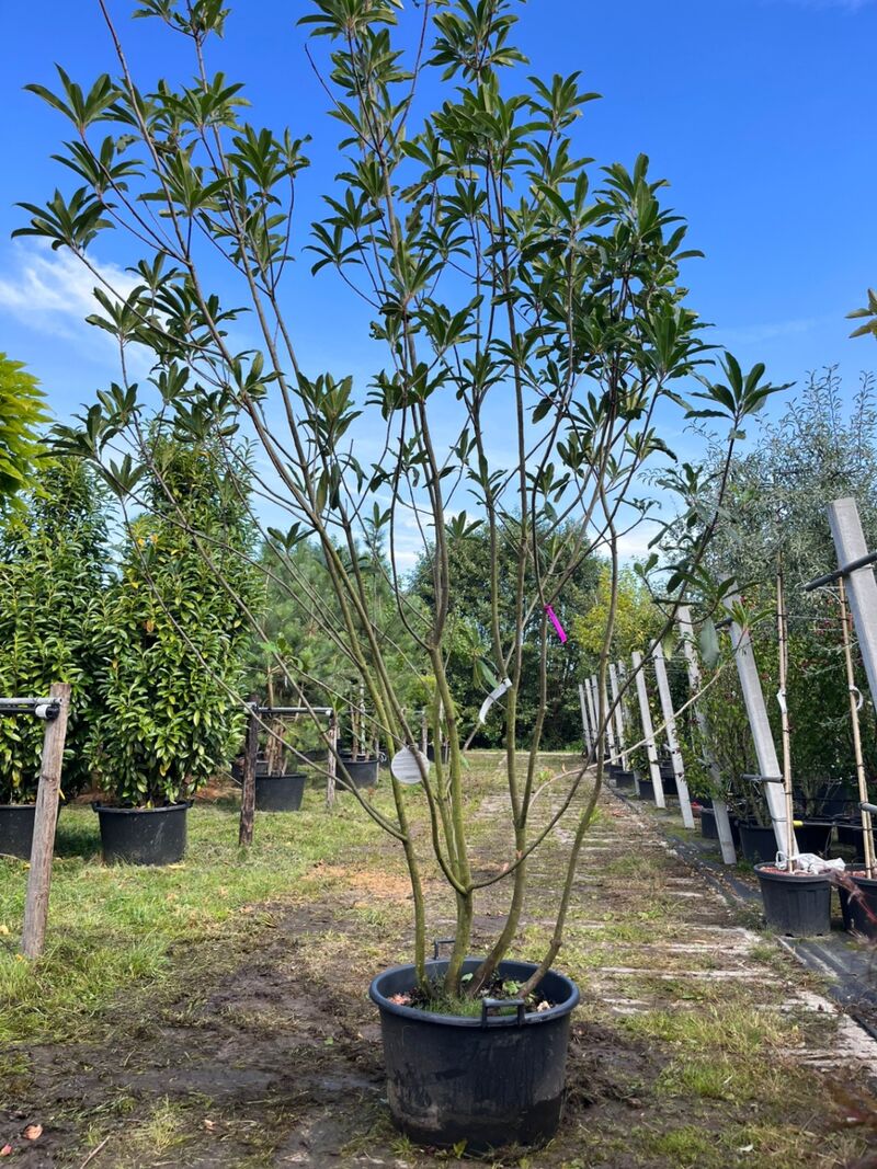 2x Glansmispel, Photinia 'Crunchy', meerstammig, wintergroen, ca. 250-300 cm hoog – foto 2 – kavel bij Onlineveilingmeester, Ederveen