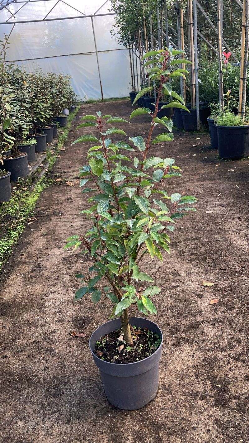 Ca. 100x Portugese laurier, Prunus 'Angustifolia', haagplant, wintergroen, ca. 40-60 cm hoog – kavel bij Onlineveilingmeester, Ederveen