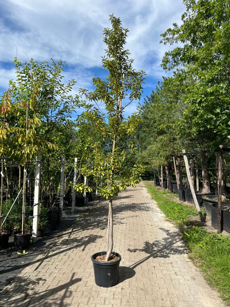 3x Portugese laurier, Prunus 'Brenelia', hoogstam, wintergroen, ca. 3-3.5 m hoog – foto 3 – kavel bij Onlineveilingmeester, Ederveen